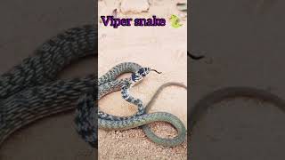 snake voice vipershort video [upl. by Tterag55]