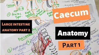 CAECUM ANATOMY  Large Intestine anatomy part 2  SUYASH SHUKLA [upl. by Assecnirp310]