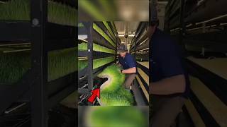 Hydroponic grass for cow 😱facts shorts hydroponics farming shortsfeed youtubeshorts [upl. by Marlen]