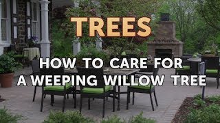 How to Care for a Weeping Willow Tree [upl. by Vlad]