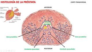 Histología de la Próstata ver descripción [upl. by Kedezihclem233]