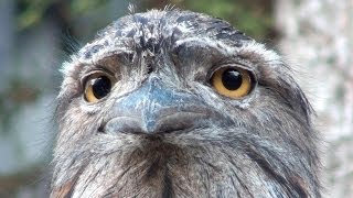 The extraordinary face of Australias Tawny Frogmouth [upl. by Egroj]