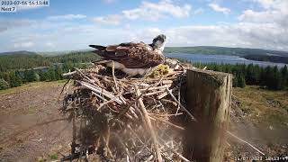 Kielder Ospreys Live Stream Nest 7 [upl. by Savage586]