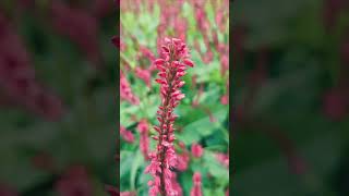 Persicaria Amplexicaulis Blood Red Spikes  SinglishBlend [upl. by Htidra838]