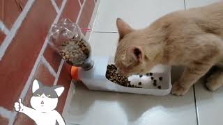 DIY Cat Food Dispenser  Without Glue [upl. by Benjie]