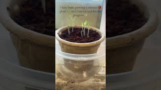 Tomatoes on the Edge My Windowsill Garden Adventure🍅 fypシ゚viral shortsviral growth garden [upl. by Amerigo102]