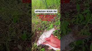 ikan inilah yang biasa disebut ikan dewa oleh warga dayak Kalimantan fishing BLARAHMANCING94 [upl. by Dualc969]