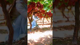 Red 🍒 Grapes 🍇 Harvesting grape grapetree harvesting cooking [upl. by Nallad]