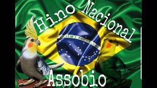 Assobio Calopsita  Hino Nacional do BRASIL [upl. by Ahsikat978]