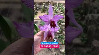 Laelia anceps lineata À VENDA [upl. by Nellek]