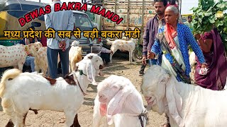 DEWAS BAKRA MANDI 14 NOVEMBER 2024 LIVE UPDATE [upl. by Akerley307]