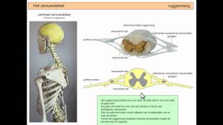 Het zenuwstelsel samengevat  deel 2 [upl. by Ardeen337]