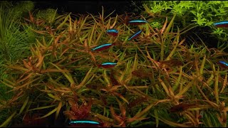 ludwigia brevipes aquarium plant [upl. by Aeiram]