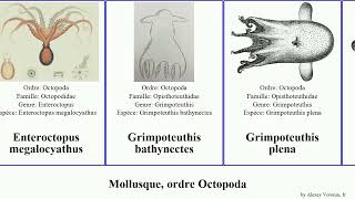 Mollusque ordre Octopoda octopus aux magna commune mollusca plena anneaux ocellatus bleus luteus [upl. by Rechaba]