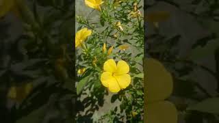 allamanda flower plant terrace gardening flowertypes [upl. by Bartlett612]