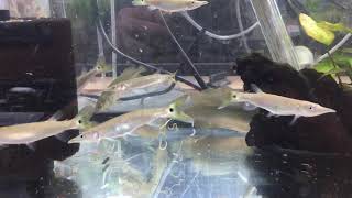 Feeding Time For African Arowana amp Hujeta Gar [upl. by Synn791]