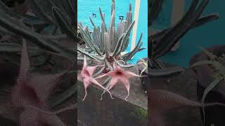 STAPELIA GIGANTEA BEAUTIFUL SUCCULENTS WITH FLOWERSROOFTOP GARDENMYGARDENVIRAL SUCCULENT 🔥🔥🔥 [upl. by Nihi648]