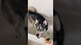 When youre a husky at bathtime husky huskies funnydogs [upl. by Abdulla]