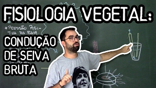 Condução de Seiva Bruta  Fisiologia Vegetal  Aula 24 Botânica Prof Guilherme [upl. by Adnarb640]