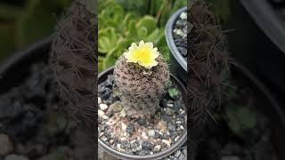 copiapoa Humilis [upl. by Harias301]