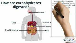 Carbohydrate Digestion [upl. by Adnofal]