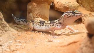 Leopard Gecko hunting [upl. by Ytok]