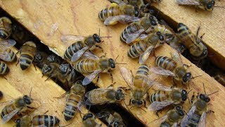 Why You Should Not Become A Beekeeper [upl. by Eniale]