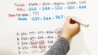 Menentukan Antisense  Asam amino diketahui Soal Genetika [upl. by Heger]