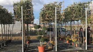 Pleached Quercus ilex [upl. by Norraf]