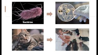 Aula 2  Níveis de organização em Biologia [upl. by Morville584]