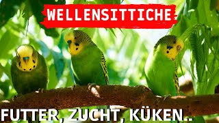 Wellensittiche Tipps  Wellensittiche Futter Zucht amp Küken  Wellensittiche halten Welli Aufnahmen [upl. by Aneehsirk]