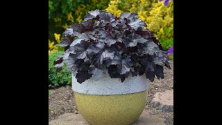 PRIMO® Pistachio Ambrosia Heuchera Bin3aiah Plants [upl. by Ardie635]