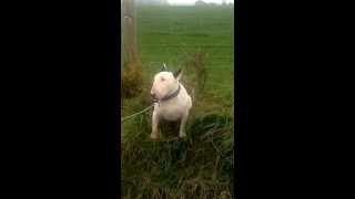 Stubborn English Bull Terrier [upl. by Sesilu542]