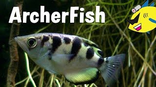 Archerfish Profile Care and Feeding [upl. by Merkle]