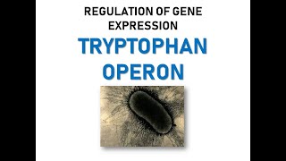 TRYPTOPHAN OPERON [upl. by Maxia]