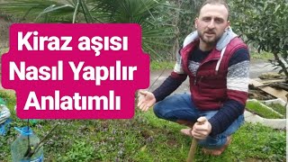 Kiraz aşısı nasıl yapılır Kiraz aşısı ne zaman yapılır anlatımlı Kalem aşısı nasıl yapılır [upl. by Fineman]