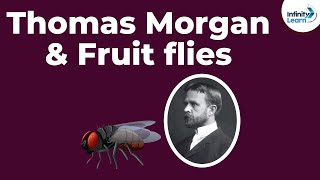 Genetics  Thomas Morgan amp Fruit flies  Lesson 10  Dont Memorise [upl. by Nevarc18]