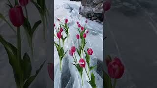 Los tulipanes 🌷sobreviven al hielo ❄️ 🥶 [upl. by Sabah]