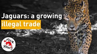 The horrific rise of the illegal Jaguar trade [upl. by Stover]