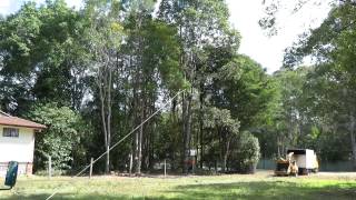 Corymbia torelliana aka Cadaghi tree felling [upl. by Sydney]