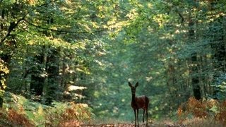 A la découverte de la Forêt  Documentaire francais sur la Nature [upl. by Holden]