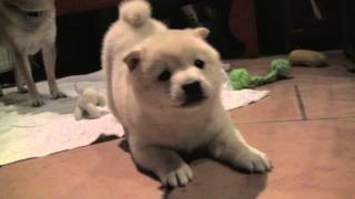 Shiba Inu Puppy barking and showing who the boss is 8 weeks old [upl. by Julita]