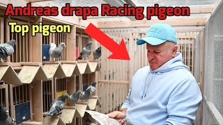 Andreas Drapa Racing Pigeon Auction – Top 3 Pigeons for Sale on Herbots [upl. by Nogem]