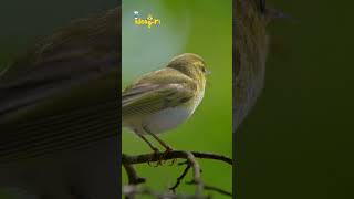 Willow warbler bird— ideagiri birds birdsong birdslover [upl. by Lemmy405]