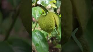 മുള്ളാത്ത പൂവ് Soursop flowerAnnona muricataAnnonaceae [upl. by Notyalc]