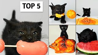 Top 5 Kitten ASMR Eating Compilation [upl. by Eecats]