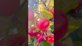 Rugosa rose 🌹 hips or fruits scotlanduk [upl. by Anstice]