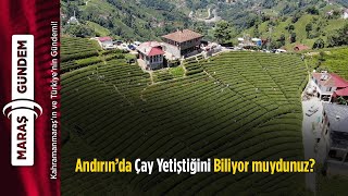 Kahramanmaraş Andırın’da Çay Yetiştiğini Biliyor muydunuz [upl. by Eendys348]