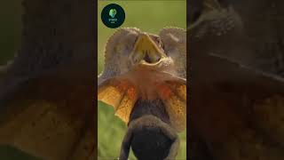 frilled neck lizard running 🦎🎭 sciencefacts science shorts [upl. by Pelagia]