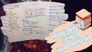 Intugmentry System Layers amp Special Structures of The Skin شرح بالعربى [upl. by Russi846]